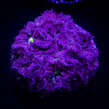 Cabernet Blasto
