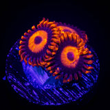 Orange Oxide Zoas