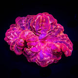 HOT Pink Cynarina