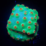 Jingle Bells Cyphastrea