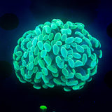 Teal Hammer