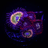 Raptors Rainbow and friends Zoa