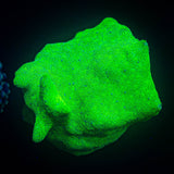 ORA Kelly Green Psammacora