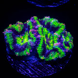 Green Rim Acan