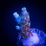 LRO Bahama Mama