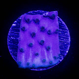 Purple Scroll Coral
