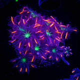 Firework Clove Polyps