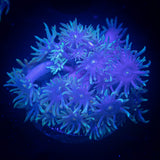 Blue Goni