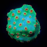 Jingle Bells Cyphastrea