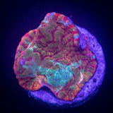 LRO Rainbow Convict Chalice