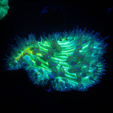 Toxic Diaseris