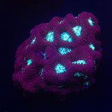 Teal Eye Favia