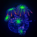 Firework Clove Polyps
