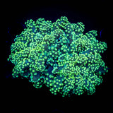 Limelight Octospawn