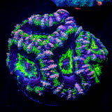 Pink Streak Acan