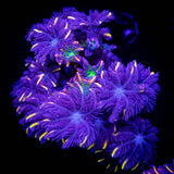 Rainbow Clove Polyps