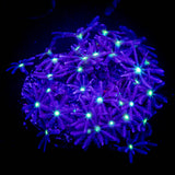 Daisy Clove Polyps