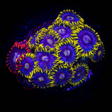 Smurfette and friends Zoa