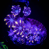 Orange Tip Clove Polyps