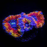 Rainbow Bright Acan