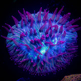 Pink Tip Diaseris