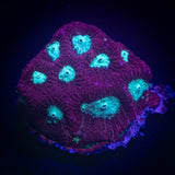 Teal Eye Favia
