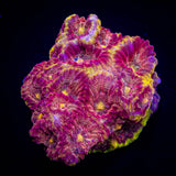 WWC Blood Diamond Favia