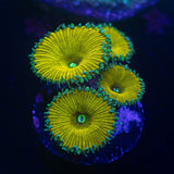 Nuclear Yellow Palys