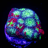 Marbled Favites