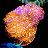 Orange Pavona