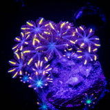 Orange Tip Clove Polyps