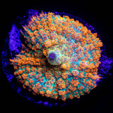 Orange Crush Rhodactis