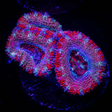 Peppermint Acan