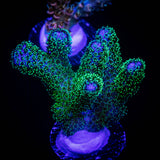 Pocillopora
