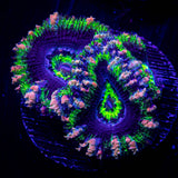 Pink Streak Acan