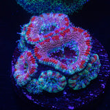 Candy Stripe Acan