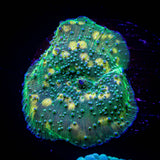 Psychedelic Discosoma