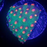 Jingle Bells Cyphastrea