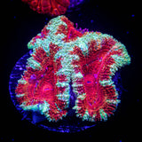 Blast Off Acan