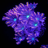 Rainbow Clove Polyps