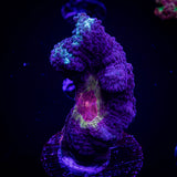 Rainbow Pectinia
