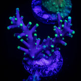 LRO Xtreme Pacman Acro