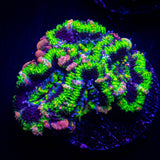 Pink Streak Acan