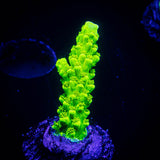Bali Green Slimer