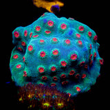 Meteor Shower Cyphastrea