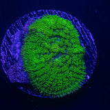 Toxic Green Rhodactis