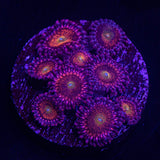 Mohawk Zoas