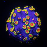 WWC Bizzaro Cyphastrea