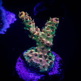 LRO Bahama Mama Acro