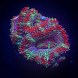 Razzleberry Acan